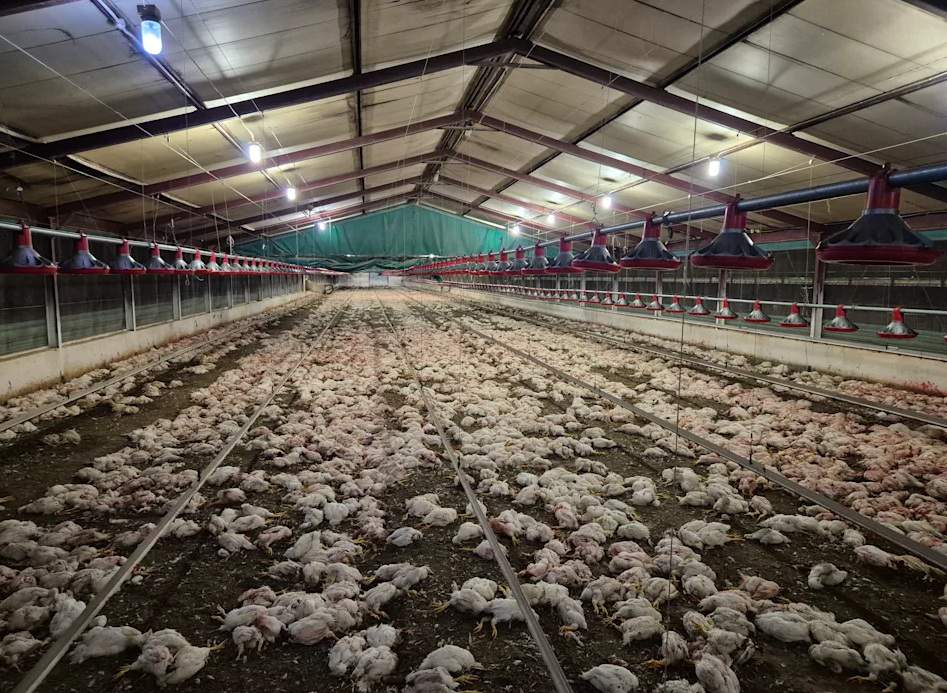 State-owned Daybreak Foods seeks strategic partner as business rescue plan takes shape